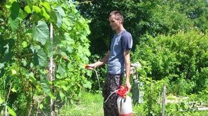 Применение Лепидоцида для плодовых деревьев и виноградников