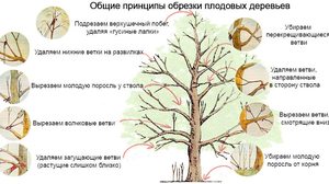 Особенности обрезки дерева