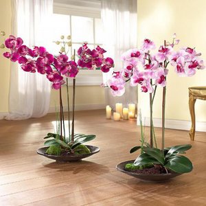 Как вырастить орхидеи
