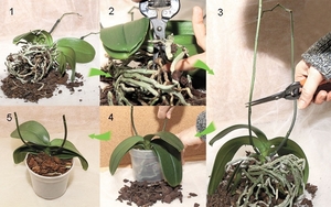Частота полива орхидеи