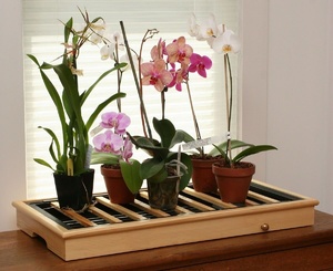 Климат в доме для орхидеи