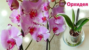 Как ухаживать за корнями орхидеи