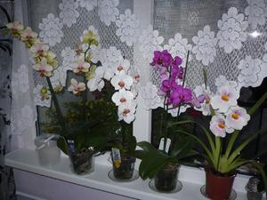 Болезни орхидей
