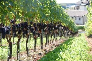 Особенности посадки и выращивания винограда