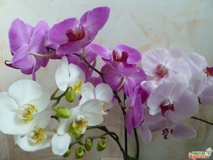 Пожелтели листья у орхидеи