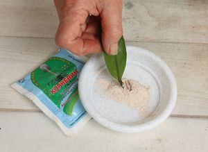 Как посадить замиокулькас