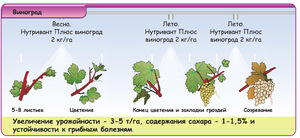 Препараты от болезни винограда