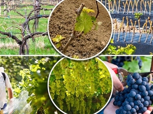 Как можно излечить виноград от мучной росы