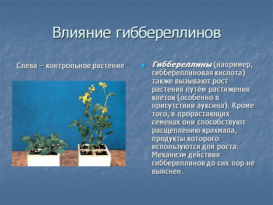 Влияние фитогормонов на растения. Фитогормоны Гиббереллины. Гиббереллины стимуляторы роста растений. Гиббереллин для растений. Гиббереллины влияние на растения.