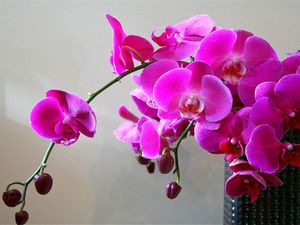 Удобрения для орхидеи