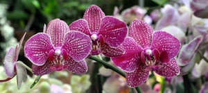 Бона Форте для цветения орхидей