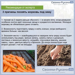 Когда посадить морковь