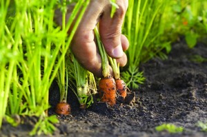 Способы выращивания моркови
