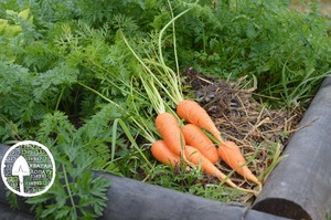 Как вырастить морковку