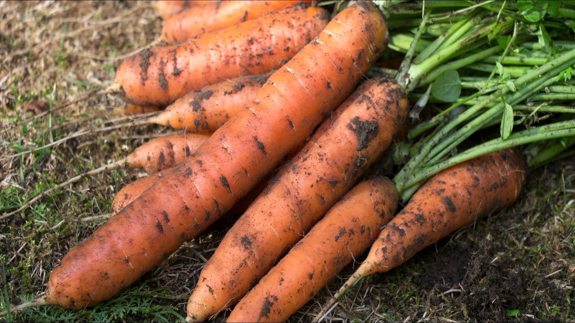 Можно ли перед посадкой моркови. Морковь Берски. Морковь в огороде. Моркови посевной. Морковь посевная огород.