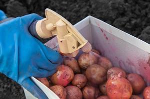 Способ применения Триходермина для клубней картофеля