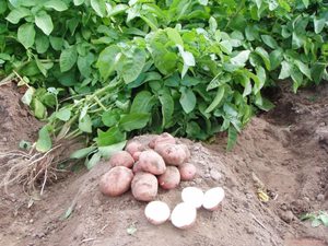 Советы по выбору удобрения для картофеля