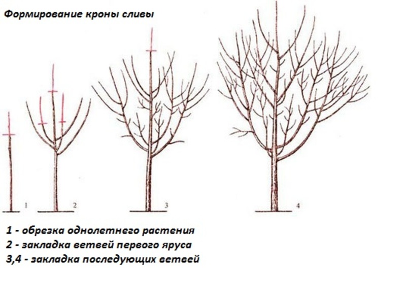 Формирование кроны сливового дерева